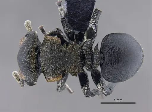 Cephalotes femoralis specimen CBUMAGENT41886 image cbumagent41886_1
