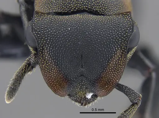 Cephalotes femoralis specimen CBUMAGENT41886 image cbumagent41886_2