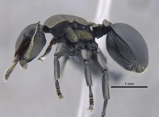 Cephalotes femoralis specimen CBUMAGENT41886 image cbumagent41886_3