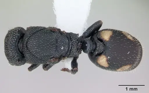Cephalotes fiebrigi specimen CASENT0173678 image casent0173678_1