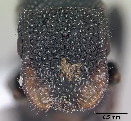 Cephalotes fiebrigi specimen CASENT0173678 image casent0173678_2