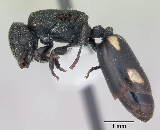 Cephalotes fiebrigi specimen CASENT0173678 image casent0173678_3