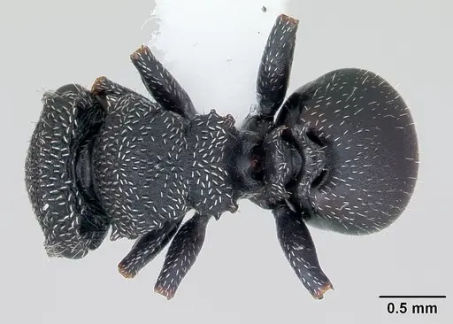 Cephalotes fiebrigi specimen CASENT0173679 image casent0173679_1