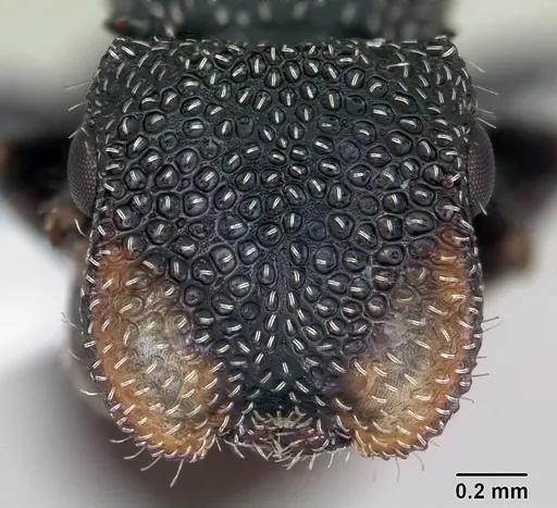 Cephalotes fiebrigi specimen CASENT0173679 image casent0173679_2