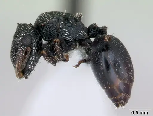Cephalotes fiebrigi specimen CASENT0173679 image casent0173679_3