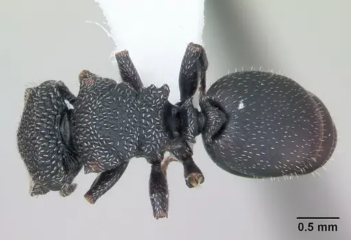 Cephalotes fiebrigi specimen CASENT0173680 image casent0173680_1