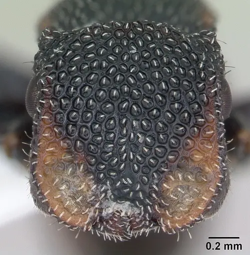 Cephalotes fiebrigi specimen CASENT0173680 image casent0173680_2