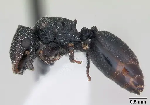 Cephalotes fiebrigi specimen CASENT0173680 image casent0173680_3