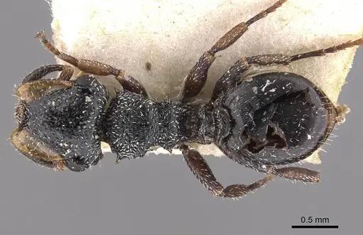 Cephalotes fiebrigi specimen CASENT0909289 image casent0909289_1