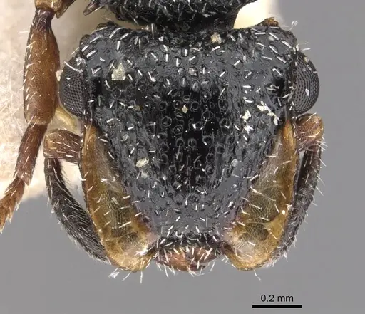 Cephalotes fiebrigi specimen CASENT0909289 image casent0909289_2