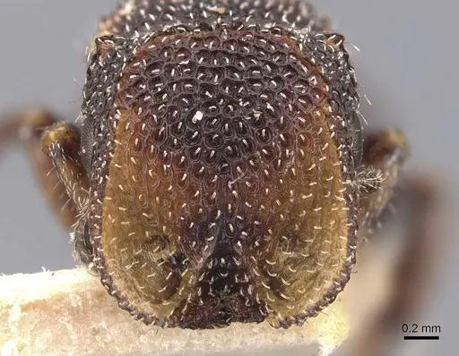 Cephalotes fiebrigi specimen CASENT0909290 image casent0909290_2