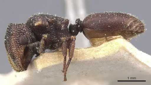Cephalotes fiebrigi specimen CASENT0909290 image casent0909290_3
