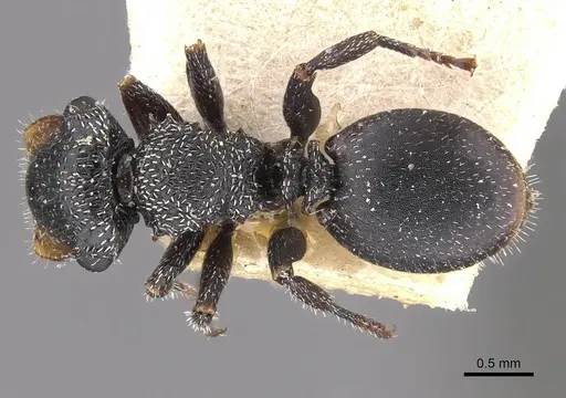 Cephalotes fiebrigi specimen CASENT0909291 image casent0909291_1
