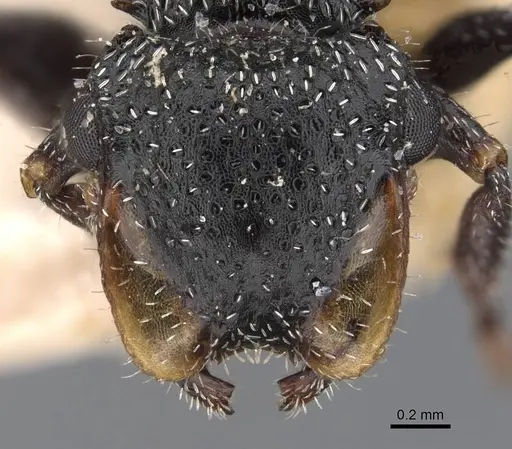 Cephalotes fiebrigi specimen CASENT0909291 image casent0909291_2