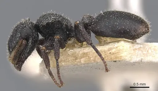 Cephalotes fiebrigi specimen CASENT0909291 image casent0909291_3