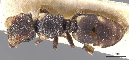 Cephalotes fiebrigi specimen CASENT0912595 image casent0912595_1