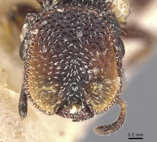 Cephalotes fiebrigi specimen CASENT0912595 image casent0912595_2