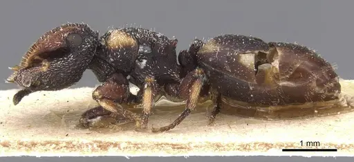 Cephalotes fiebrigi specimen CASENT0912595 image casent0912595_3