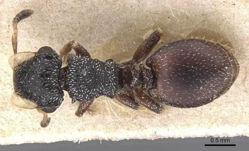 Cephalotes fiebrigi specimen CASENT0912596 image casent0912596_1
