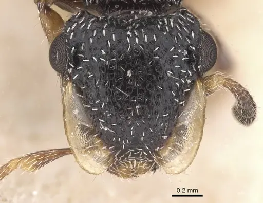 Cephalotes fiebrigi specimen CASENT0912596 image casent0912596_2