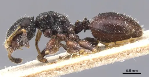 Cephalotes fiebrigi specimen CASENT0912596 image casent0912596_3