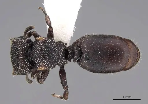 Cephalotes fiebrigi specimen CASENT0922538 image casent0922538_1
