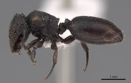 Cephalotes fiebrigi specimen CASENT0922538 image casent0922538_3