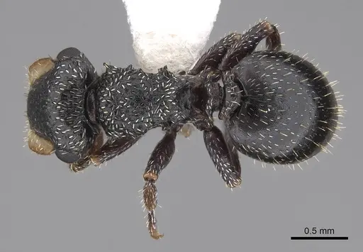 Cephalotes fiebrigi specimen CASENT0922539 image casent0922539_1