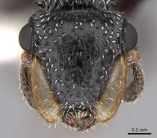 Cephalotes fiebrigi specimen CASENT0922539 image casent0922539_2