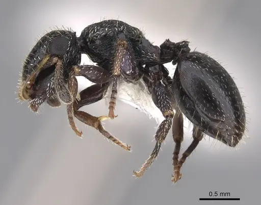 Cephalotes fiebrigi specimen CASENT0922539 image casent0922539_3