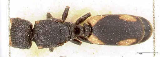 Cephalotes fiebrigi specimen FOCOL0666-1 image focol0666-1_1