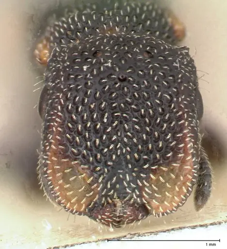 Cephalotes fiebrigi specimen FOCOL0666-1 image focol0666-1_2