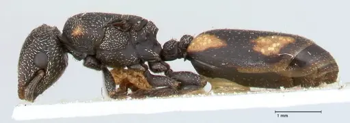 Cephalotes fiebrigi specimen FOCOL0666-1 image focol0666-1_3