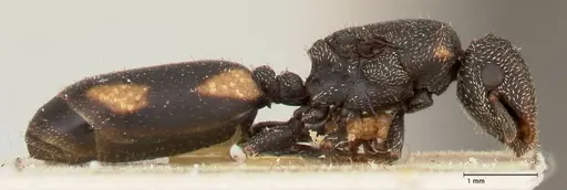 Cephalotes fiebrigi specimen FOCOL0666-1 image focol0666-1_4