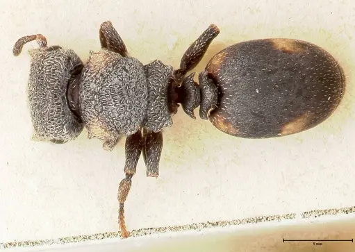 Cephalotes fiebrigi specimen FOCOL0666-2 image focol0666-2_1