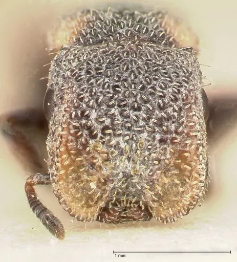 Cephalotes fiebrigi specimen FOCOL0666-2 image focol0666-2_2