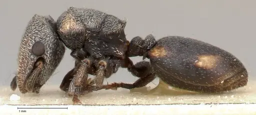 Cephalotes fiebrigi specimen FOCOL0666-2 image focol0666-2_3