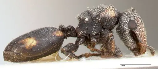Cephalotes fiebrigi specimen FOCOL0666-2 image focol0666-2_4