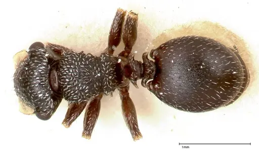 Cephalotes fiebrigi specimen FOCOL0666-3 image focol0666-3_1
