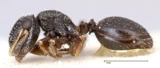 Cephalotes fiebrigi specimen FOCOL0666-3 image focol0666-3_2