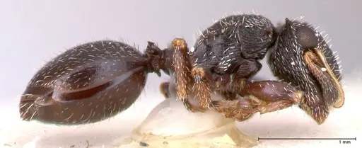 Cephalotes fiebrigi specimen FOCOL0666-3 image focol0666-3_3