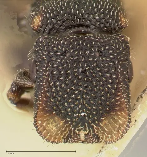 Cephalotes fiebrigi specimen FOCOL0666-4 image focol0666-4_2
