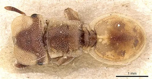 Cephalotes foliaceus specimen CASENT0904925 image casent0904925_1