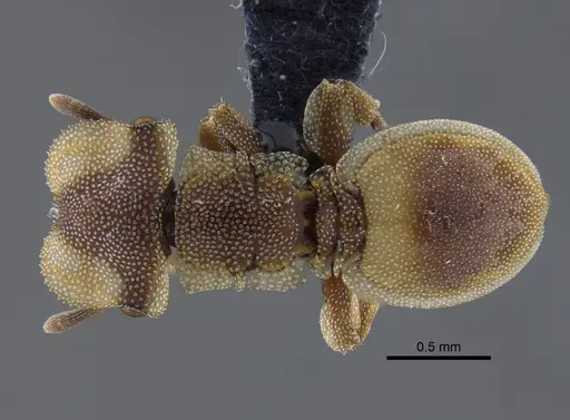 Cephalotes foliaceus specimen CBUMAGENT41887 image cbumagent41887_1