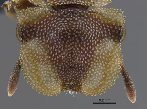 Cephalotes foliaceus specimen CBUMAGENT41887 image cbumagent41887_2