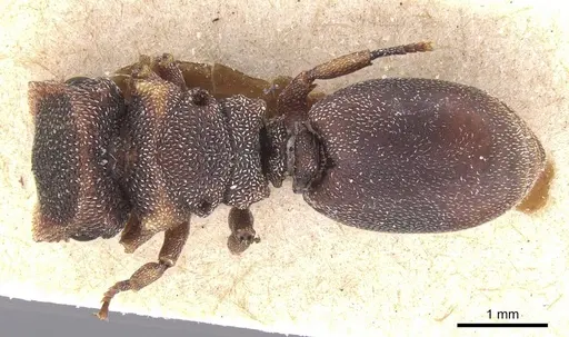 Cephalotes fossithorax specimen CASENT0912598 image casent0912598_1