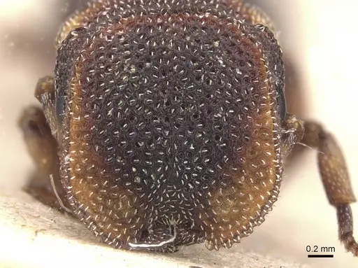 Cephalotes fossithorax specimen CASENT0912598 image casent0912598_2