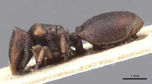 Cephalotes fossithorax specimen CASENT0912598 image casent0912598_3