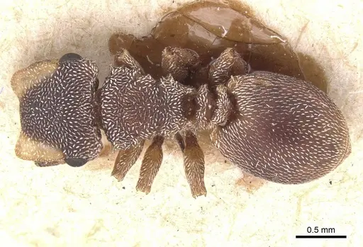 Cephalotes fossithorax specimen CASENT0912599 image casent0912599_1