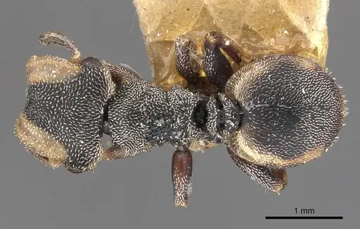 Cephalotes goeldii specimen CASENT0909284 image casent0909284_1